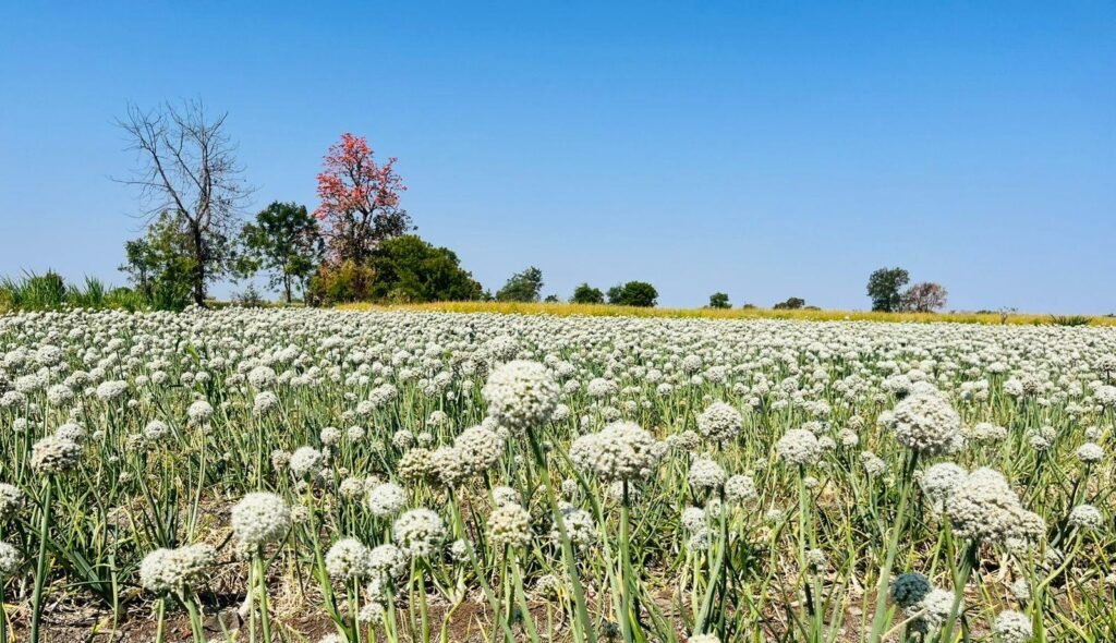 Onion field under cultivation